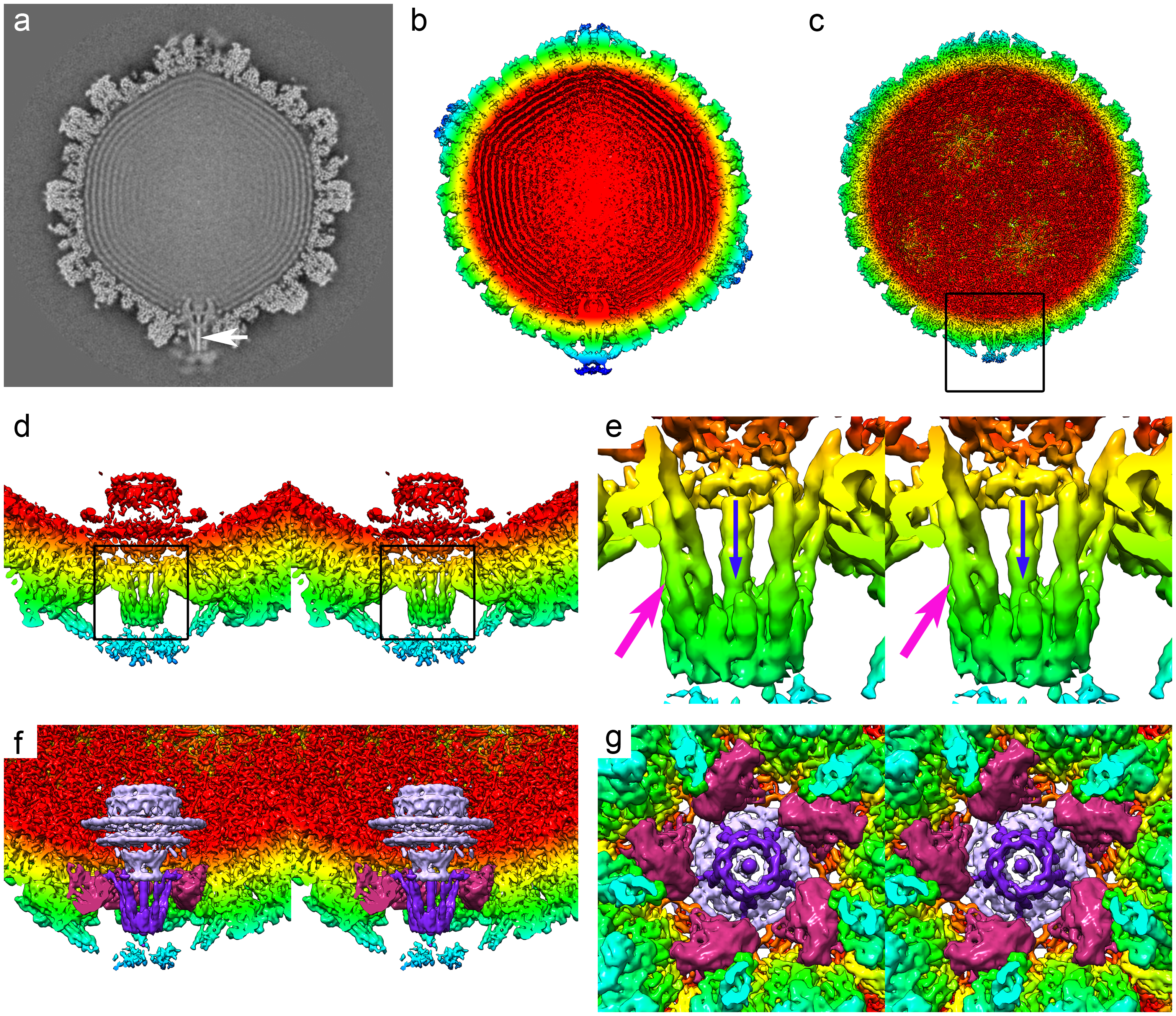 The structure of the portal-vertex interior. A central slice through the C5 reconstruction of the HSV-1 virion reveals the internal features of the portal-vertex.