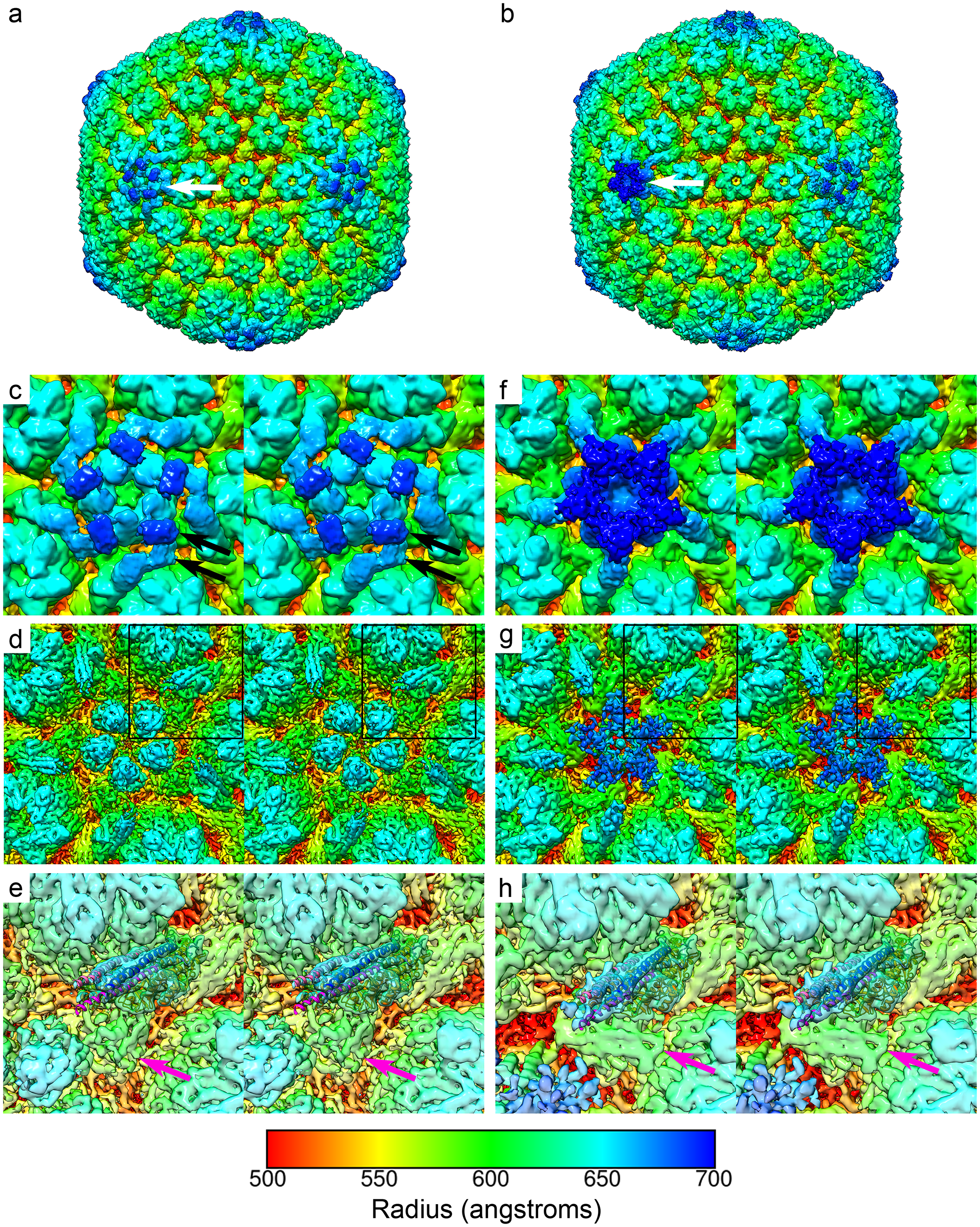 CryoEM and 3D image reconstruction of HSV-1 virions. Views of unsharpened 3D reconstructions and close-up stereo pair images of the penton and portal vertices. 