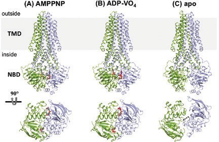 Figure 1: Crystal structures of McjD in distinct conformations. McjD is shown in cartoon and nucleotides in red sticks. Each half transporter is coloured in blue and green. Top panel is a view along<br/>the plane of the membrane and bottom panel shows the NBDs for each state. The membrane is depicted in grey. (a) AMPPNP bound outward-occluded conformation, (b) high-energy transition<br/>outward-occluded conformation (ADP-VO4) and (c) apo inward-occluded.