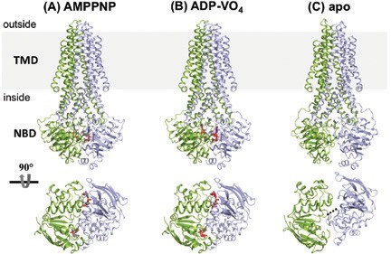 Figure 1: Crystal structures of McjD in distinct conformations. McjD is shown in cartoon and nucleotides in red sticks. Each half transporter is coloured in blue and green. Top panel is a view along
<br/>the plane of the membrane and bottom panel shows the NBDs for each state. The membrane is depicted in grey. (a) AMPPNP bound outward-occluded conformation, (b) high-energy transition
<br/>outward-occluded conformation (ADP-VO4) and (c) apo inward-occluded.