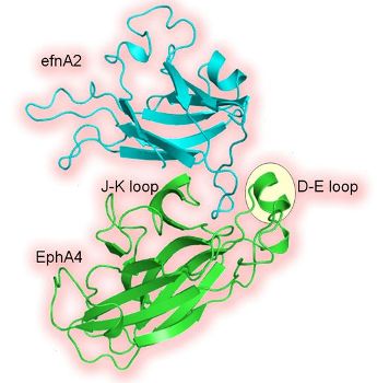 Ephrin ligand