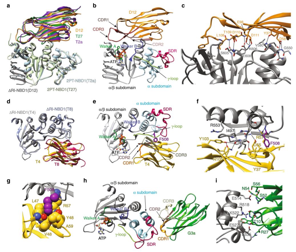 Crystal structures of NBD1-nanobody complexes. 