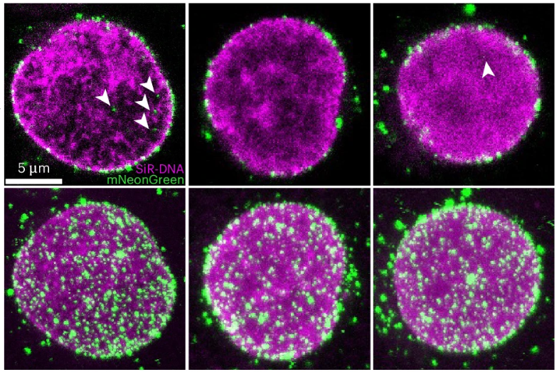 CEM cells showing green-labelled WT cores and magenta-stained nuclei, with arrows highlighting core signals inside the nucleus. Scale bar: 5 µm.