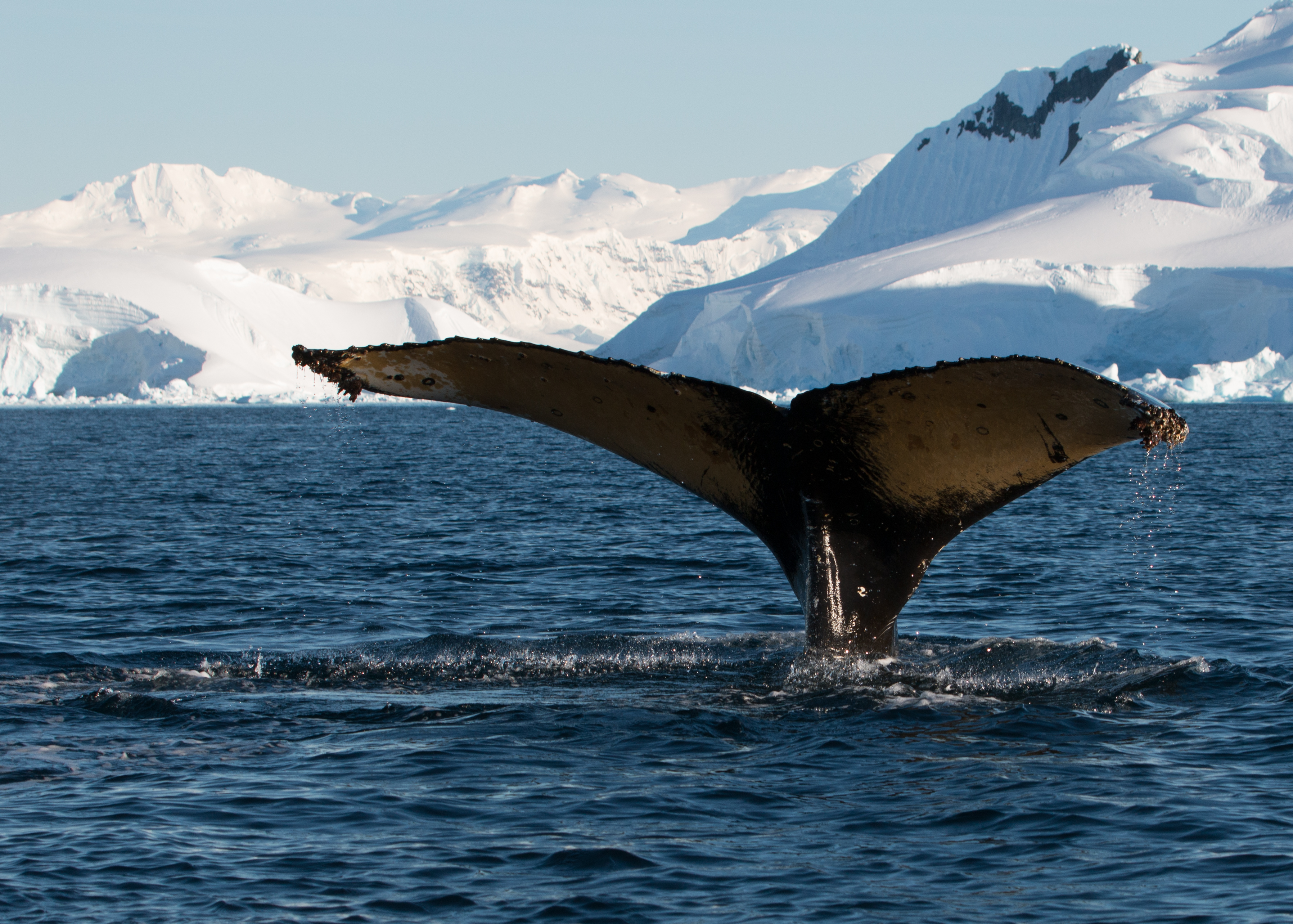 Image Antarctic glaciers export carbon-stabilised iron(II)-rich particles to the surface in the Southern Ocean