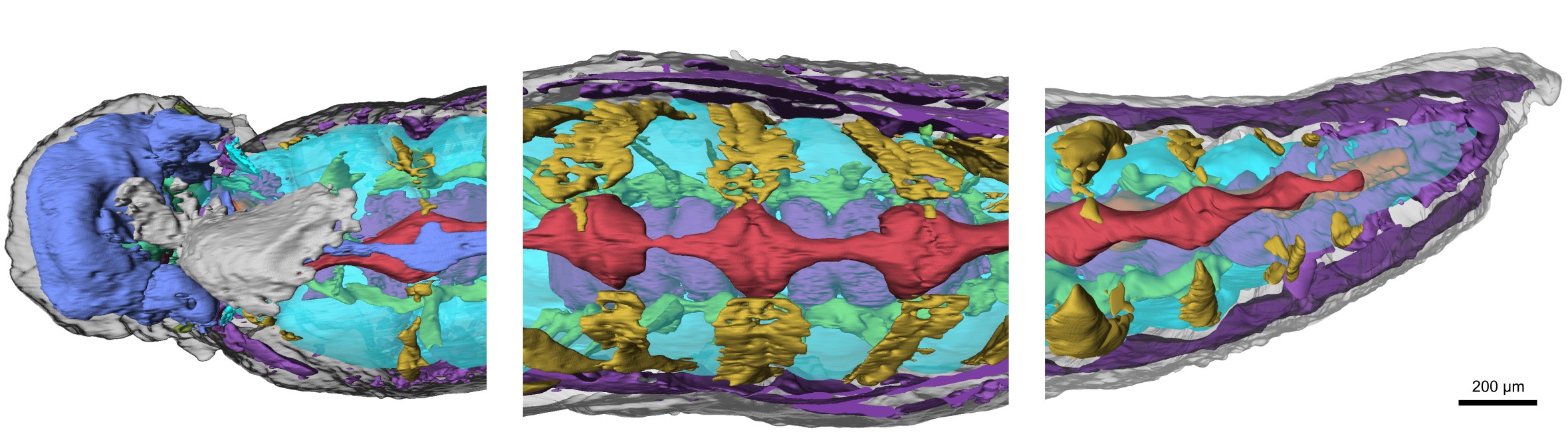 Composite image showing internal organ systems at front, middle and rear of Youti yuanshi.