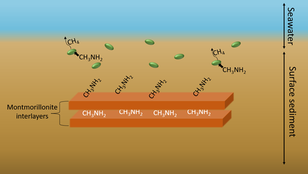 Schematic diagram showing how organic carbon in the form of methylamines (CH3NH2) is protected from conversion into methane by methanogens (green) by a combination of electrostatic/hydrogen bonding to the clay mineral surfaces and occlusion into clay interlayers. 