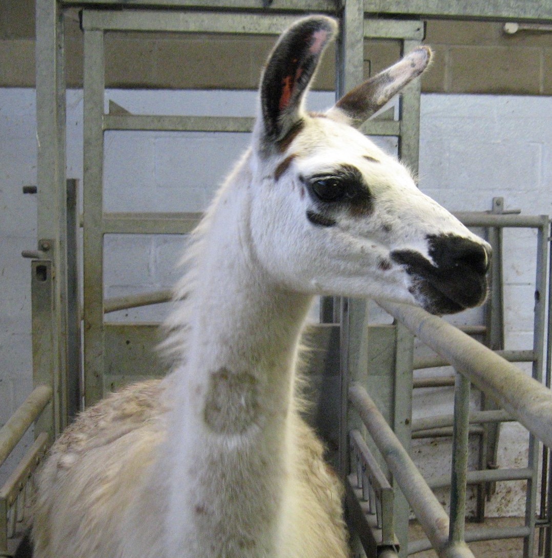 Fifi the llama (Credit: University of Reading)