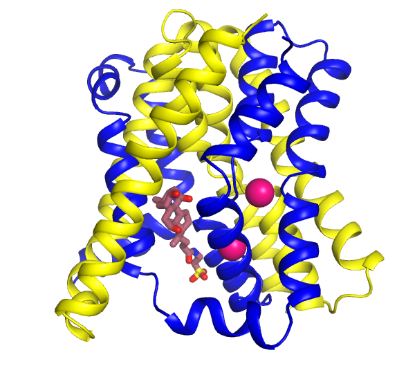 Image Crystal structure of a bacterial homologue of the bile acid sodium sodium symporter ASBT 