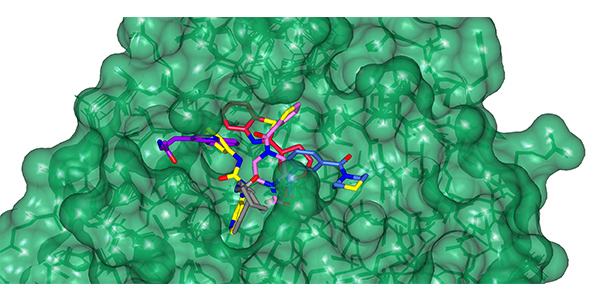 Surface representation of SARS CoV-2 Mpro protein with fragment hits from XChem platform bound in active site (Green)