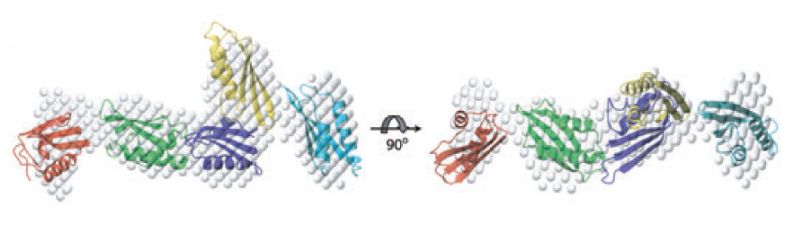 Small-angle X-ray scattering of YaeT’s soluble domain. A. Solvated molecular envelope of the five POTRA domains calculated from the SAXS data