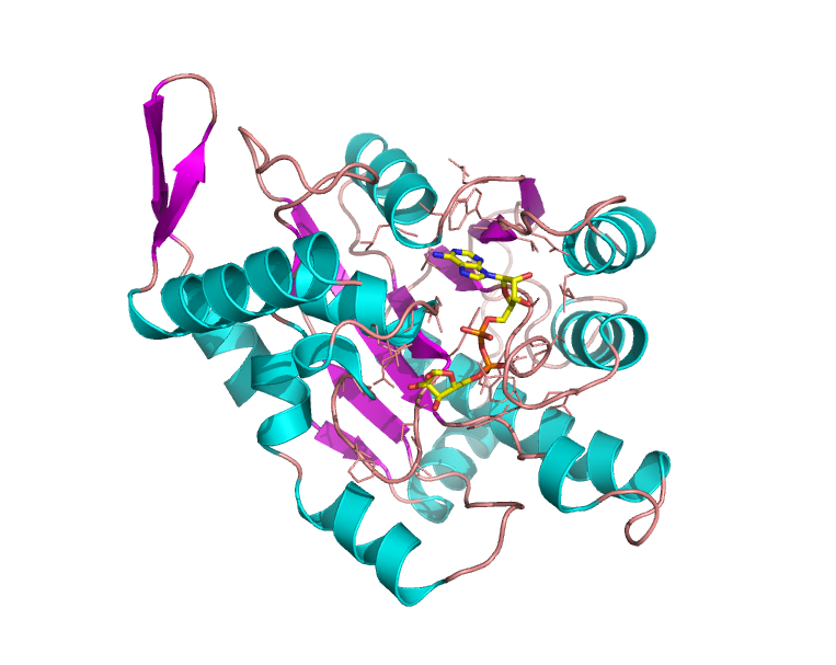 Drug targets for inherited cancers
