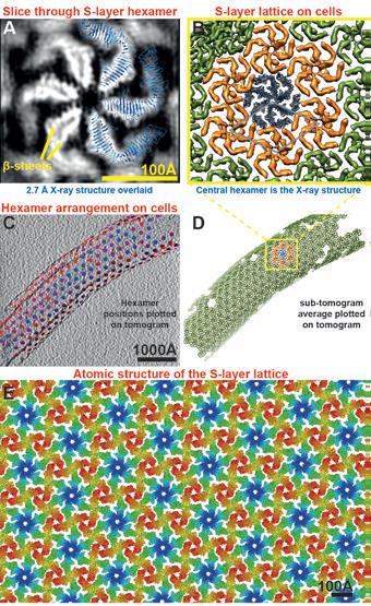 Figure 3: (a) A slice through the cryo-ET averaged density corresponding to the S-layer
<br/>lattice. Three of the fitted RsaA proteins from the X-ray hexamer are overlaid (blue). (b) The
<br/>S-layer lattice as seen on cell stalks. (c) Positions of all S-layer hexamers plotted on a cryo-ET
<br/>tomogram of a cell stalk. (d) The sub-tomogram averages plotted on the same tomogram. (e)
<br/>Atomic structure of the S-layer lattice from X-ray crystallography. The lattice seen in crystals
<br/>and on cells from two completely orthogonal methods was the same. Each RsaA protein is
<br/>coloured from blue to red from the N- to the C-terminus.