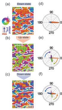 Figure 3: ~90° magnetisation rotation with ferroelectric switching. XMCD-PEEM vector maps of Co local magnetisation for BiFeO<sub>3</sub> polarisation switching from the (a) 'down' to (b) 'up' and back to (c) 'down' state consecutively (scale bar 1 μm). The polar plots show the angular distribution of the Co magnetisation. Magnetic domain boundaries are indicated by the white lines. The polar plots indicate an average Co magnetisation rotation of nearly 90° from the (d) 'down' state to (e) 'up' state and then back to the (f) 'down' state.