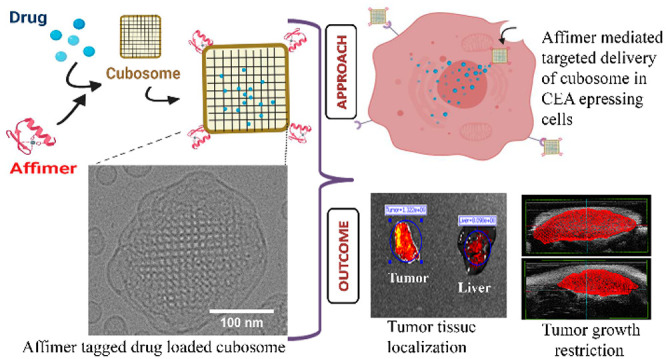 Figure: Engineered lipid nanoparticles (cubosomes), loaded with the drug copper acetylacetonate (blue), and with their surfaces functionalized with affimers that bind carcinoembryonic antigen (red). This potential nanomedicine binds specifically to colorectal cancer cells, restricting tumour growth. 