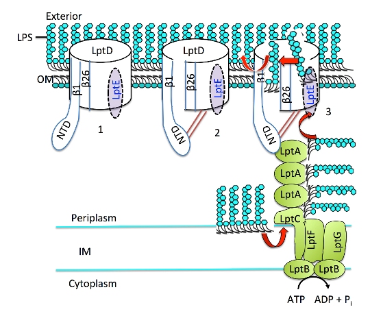 Schematic of the transport and assembly of the lipopolysaccharide (LPS) decorative cloak of Gram negative bacteria. A series of proteins, Lpt A,B,C,F and G shuttle LPS across the inner membrane of the cell and across the periplasm to the outer membrane where it is transferred to the LptDE complex. LptE guides LPS through the pore which then opens between the first and last strand (β1 and β26) to allow the base of LPS to enter the membrane and become part of the outer surface of the cell.
<br/>
<br/>