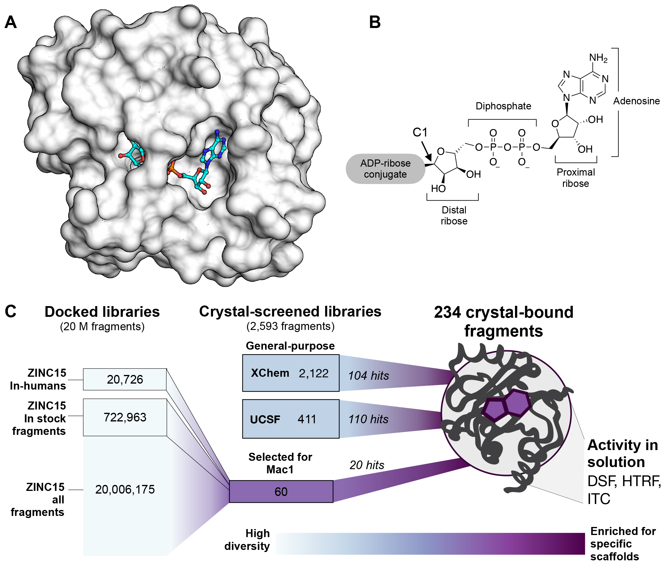 Overview of the fragment discovery approach for SARS-CoV-2 Nsp3 Mac1 presented in this study. (A) Surface representation of Nsp3 Mac1 with ADPr bound (cyan) in a deep and open binding cleft. (B) Nsp3 Mac1 has (ADP-ribosyl)hydrolase activity, which removes ADP-ribosylation modifications attached to host and pathogen targets. ADPr is conjugated through C1 of the distal ribose. (C) Summary of the fragment discovery campaign presented in this work. Three fragment libraries were screened by crystallography: two general-purpose [XChem and University of California San Francisco (UCSF)] and a third bespoke library of 60 compounds, curated for Mac1 by molecular docking of more than 20 million fragments. Crystallographic studies identified 214 unique fragments binding to Mac1, while the molecular docking effort yielded in 20 crystallographically confirmed hits. Several crystallographic and docking fragments were validated by isothermal titration calorimetry (ITC), differential scanning fluorimetry (DSF), and a HTRF-based ADPr-peptide displac 