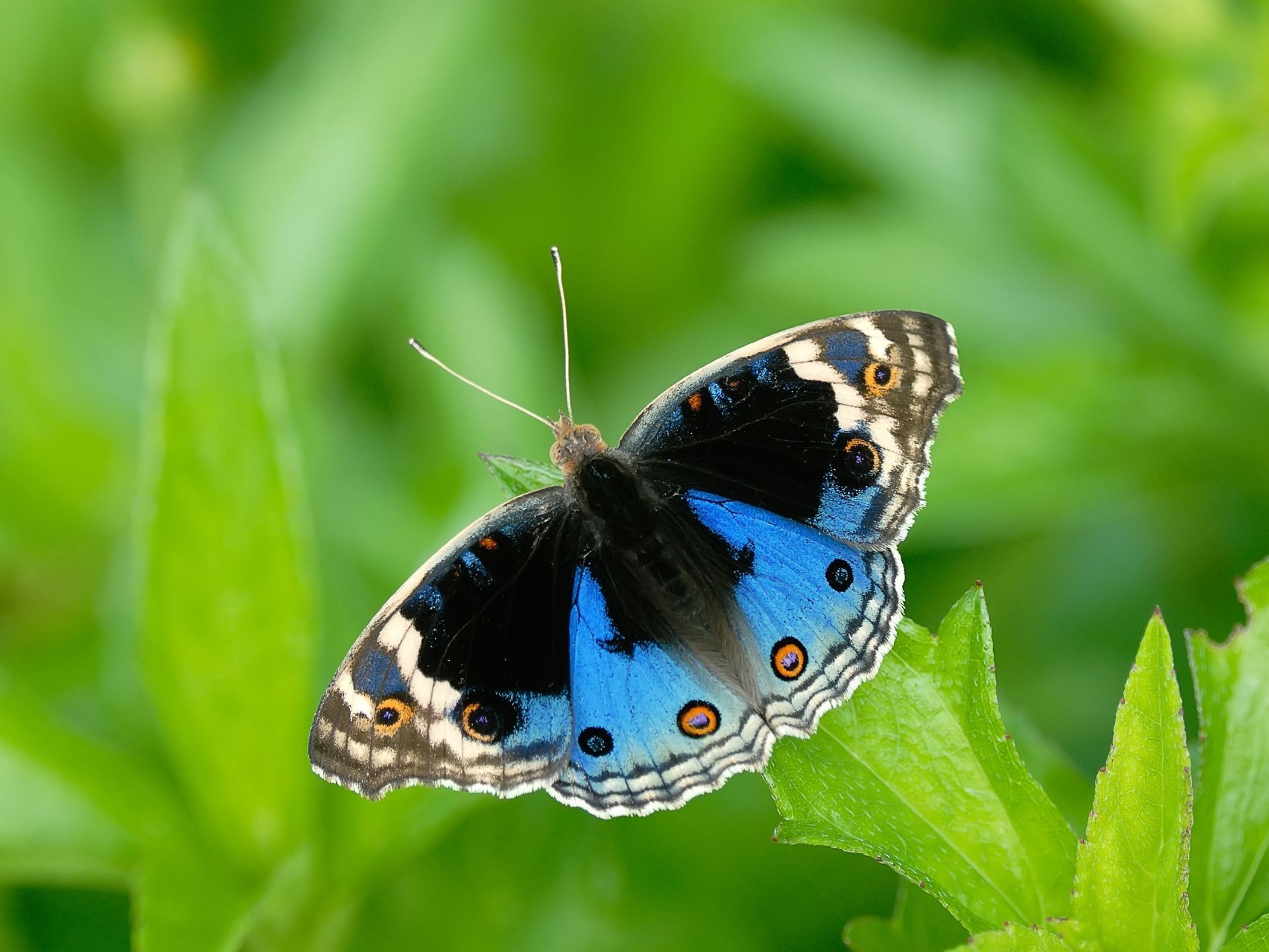 A blue pansy butterfly.
