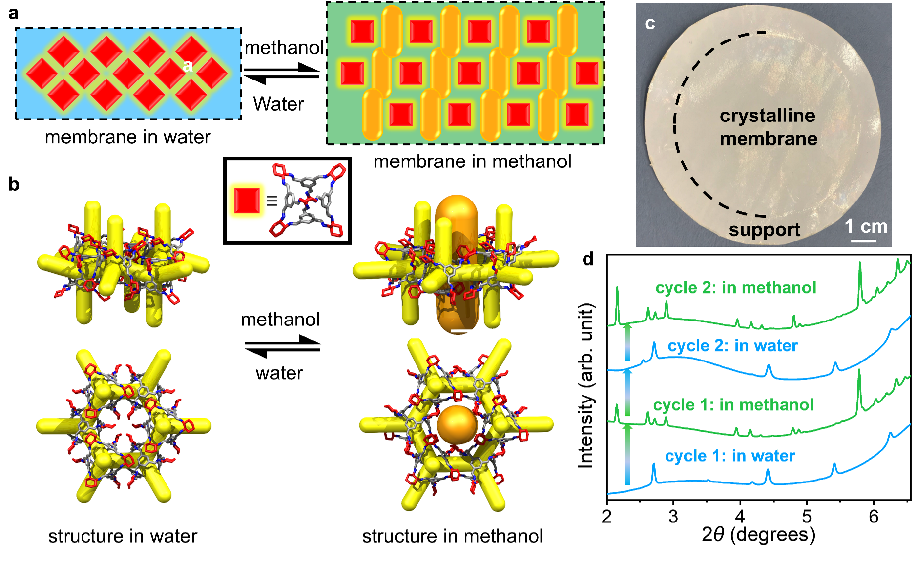 a) Graphical representation of membrane structure in water (blue) and methanol (green). b) Crystal structure with its 3-D pore network shown in yellow, found in water. A second structure was formed by soaking the membrane in methanol, which has additional extrinsic solvent-filled channels, shown here in orange, that open up additional porosity in the membrane in response to the methanol solvent. c) Photograph of the crystalline membrane with a diameter of 7.4 cm deposited on polyacrylonitrile support. d) In situ diffraction patterns of the crystalline membrane showing the reversible phase transition between the water and methanol structures. 