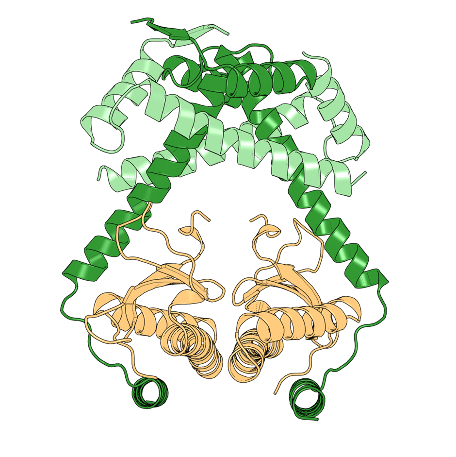 The six-piece complex consists of two toxin proteins (orange) and four antitoxin proteins (green). The light green antitoxins adopt a different shape from the dark green ones, even though they share the same underlying sequence. Image credit: Izaak Beck, Durham University. 