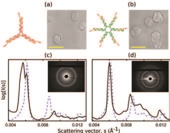 Figure 3: Self-assembly of C-Stars with 3 and 6 arms. Both 3-arm (a) and 6-arm (b) C-Stars form macroscopic single crystals, shown in bright field light microscopy. Scale bars 20 μm. SAXS powder diffraction patterns (insets) and radial intensity profiles (black solid lines) for 3-arm (c) and 6-arm (d) samples. The radial intensity profile for the 4-arm sample (dashed blue line), overlaid for easier visual comparison, highlights the difference in internal structure of the crystals formed by difference C-Star designs.