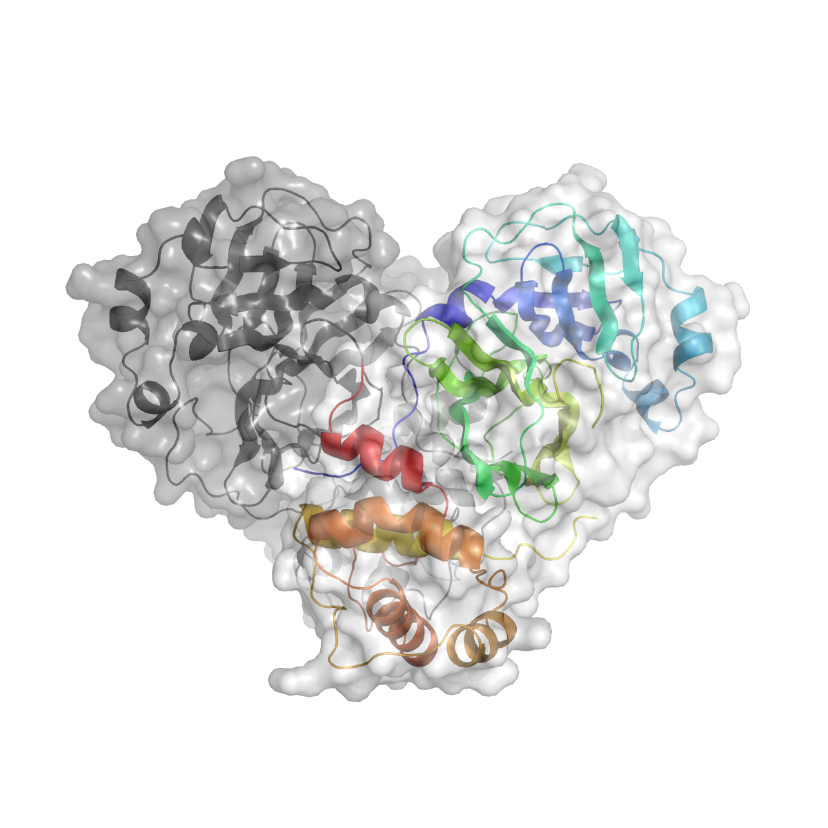 Cartoon representation of the SARS-CoV-2 dimer with a semi-transparent surface in grey.