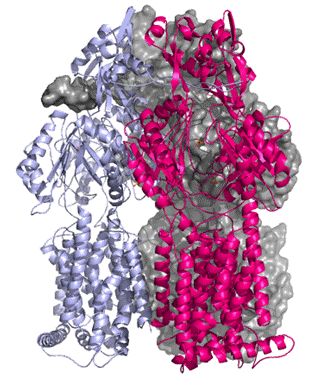 Figure 1. Structure of the trimeric AcrB protein. Ribbon and space-fill representation