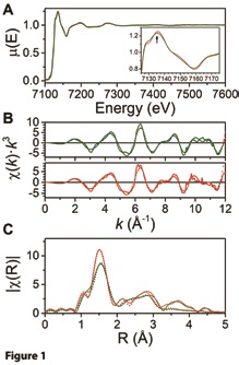 Figure 1: X-ray absorption spectra. (a) Overlay of the X-ray absorption spectra for reduced WT (red) and Y48pCMF (green). Insert: detailed view highlighting the differences within the XANES region. (b) EXAFS extracted signals. (c) Overlay of the Fourier transforms of the EXAFS spectra. In panels (b) and (c), continuous lines correspond to experimental data and dotted lines to theoretical fits.