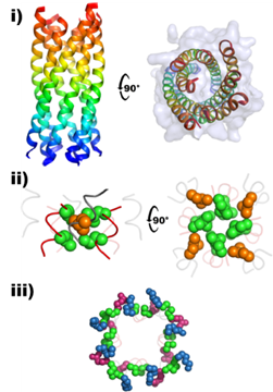 Figure 2: Crystal structure of de novo designed 310-helix assembly. Backbone ribbon structures coloured blue to red from the N to C termini for: (i) orthogonal views D-310HD (PDB ID: 7qdi). (ii) Side chain of D-Leu residues is shown in space-filling representation to highlight the intimate packing to form a consolidated hydrophobic core. (iii) Packing of D-Glu (magenta) and D-Lys (blue) residues, plus Aib (green) residues in space-filling representations.