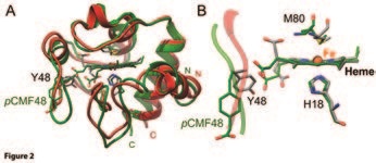 Figure 2: Structural changes in cytochrome c upon phosphorylation. (a) Richardson’s ribbons representation of the NMR structures of WT (red; pdb code: 2N9I) and Y48pCMF (green; pdb code: 2N3Y) species. The positions of the N- and C- termini are labelled. (b) Overlay of the heme groups of the two cytochrome species. The targeted residue is also shown. Bonds are represented by sticks. Heavy atoms are in CPK colors, except for Y48pCMF carbons (in green).