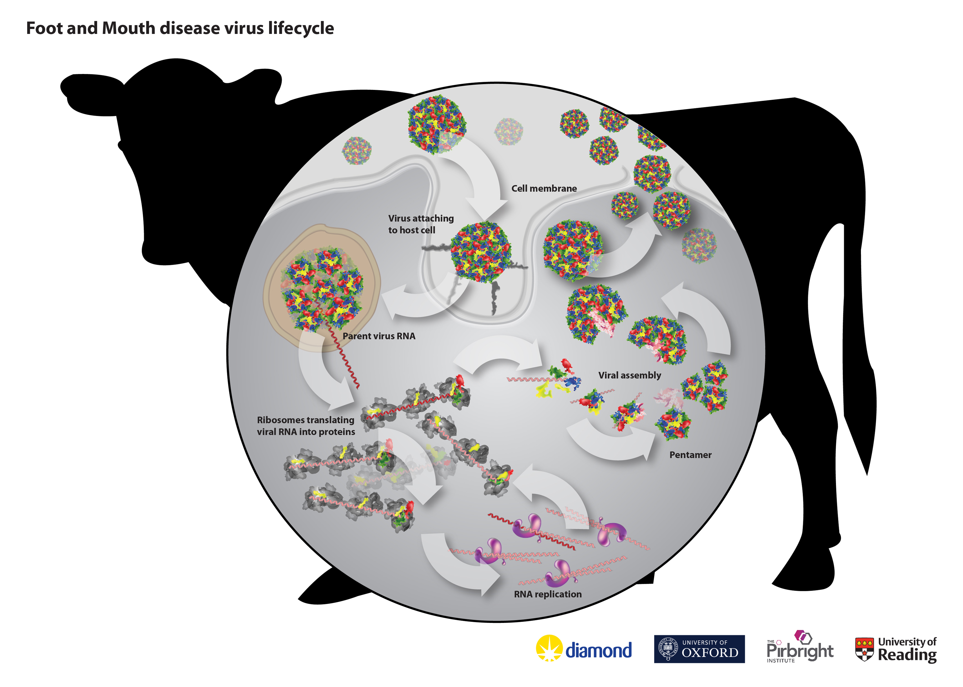 Foot and mouth disease life cycle