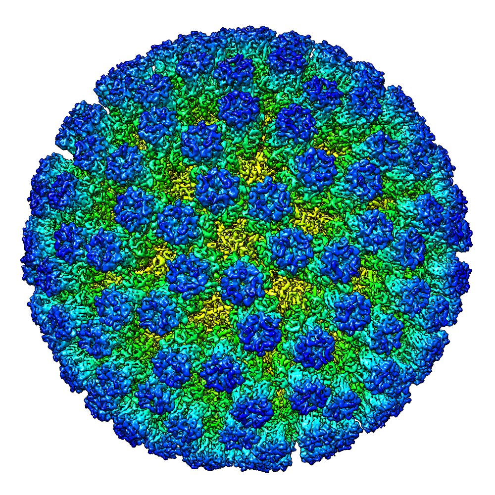 Example of virus reconstruction - © eBIC