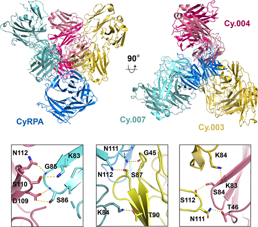 Synergy between different antibody pairs is mediated through lateral heterotypic interactions. Crystal structure of CyRPA (blue) bound to Fab fragments of Cy.003 (yellow), Cy.004 (pink), and Cy.007 (light blue). The lower panels show close-up views of each of the interfaces between Cy.004 and Cy.007 (left), Cy.003 and Cy.007 (centre), and Cy.004 and Cy.003 (right). The residues forming heterotypic interactions are labelled and bonds are indicated with yellow dashed lines.<br/>
