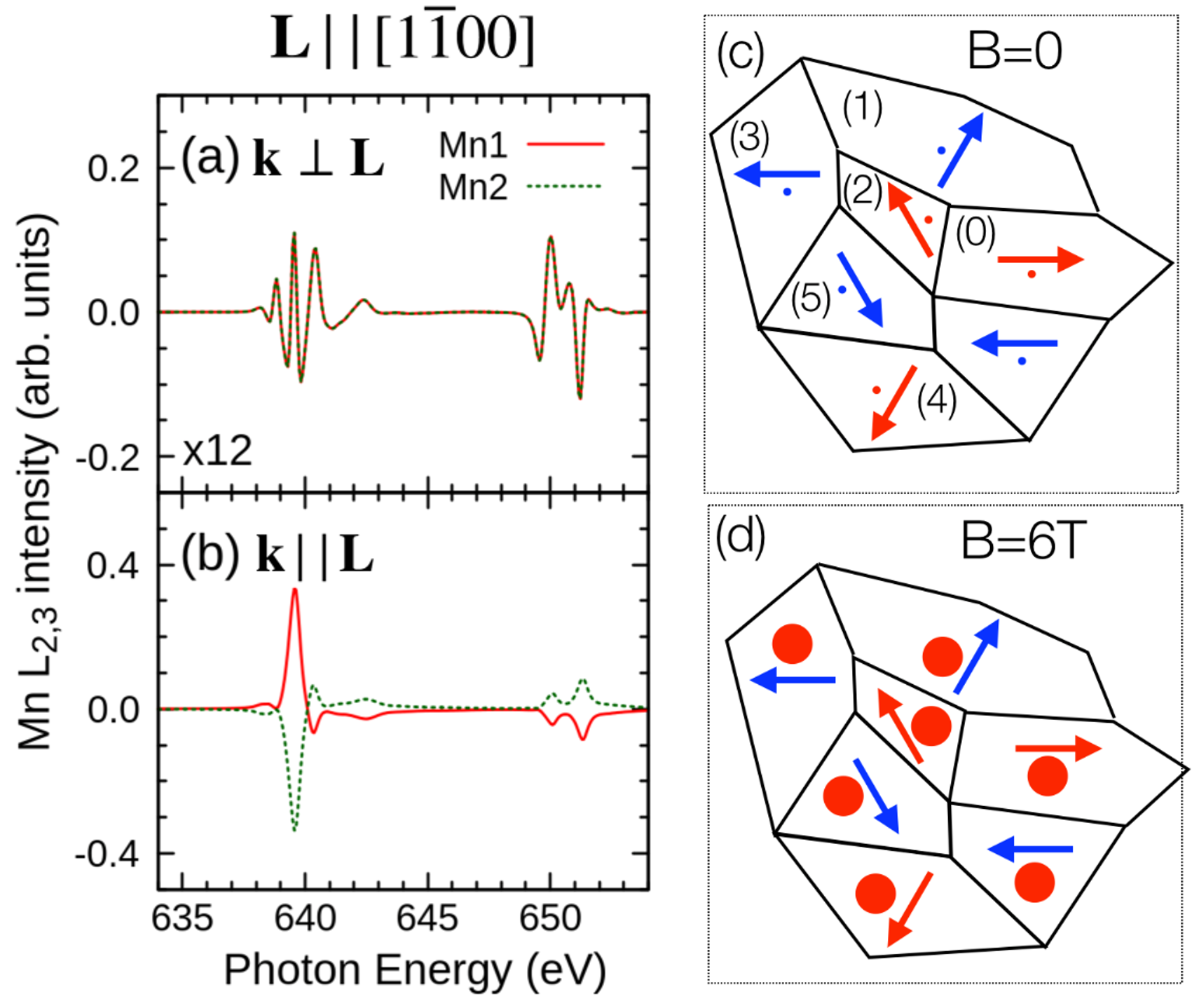 The Mn site-resolved contributions to XMCD calculated by the LDA+DMFT AIM for the Néel vector 𝐋∥[1⁢1¯⁢00] and the light propagation vector 𝐤⟂𝐋 (a) and 𝐤∥𝐋 (b). (c) A cartoon view along the c-axis of the possible domain structure with the six easy-axis orientations of 𝐋. The domains with even labels (red) contribute Δ⁢F⁢(ω) with positive prefactor, the odd ones (blue) with negative prefactor. The red and blue dots indicate the positive and negative orientation of the out-of-plane magnetization 𝐦. (d) The out-of-plane canting of the moments in 6 T applied field does not strongly depend on the domain’s 𝐋 (The domain sizes and shapes were chosen randomly and are not intended to have physical meaning.)