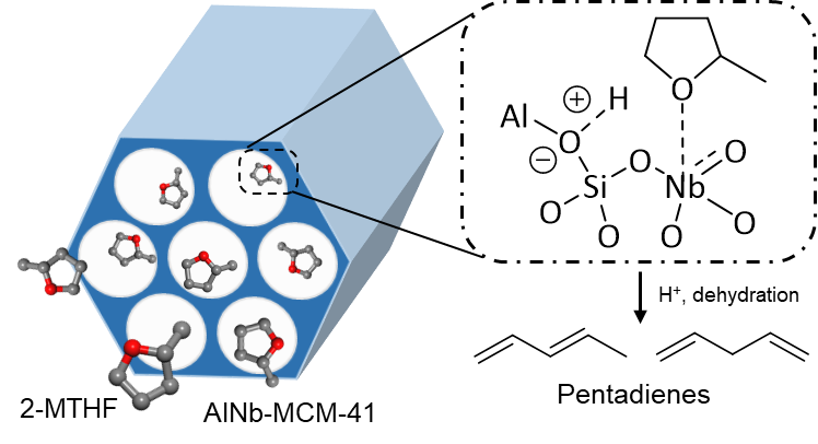 The highly selective conversion of biomass-derived 2-methyltetrahydrofuran (2-MTHF) into pentadienes has been achieved over an aluminium and niobium bimetallic atomically doped on MCM-41. The Nb(V) sites enhance the catalytic performance by binding 2-MTHF.