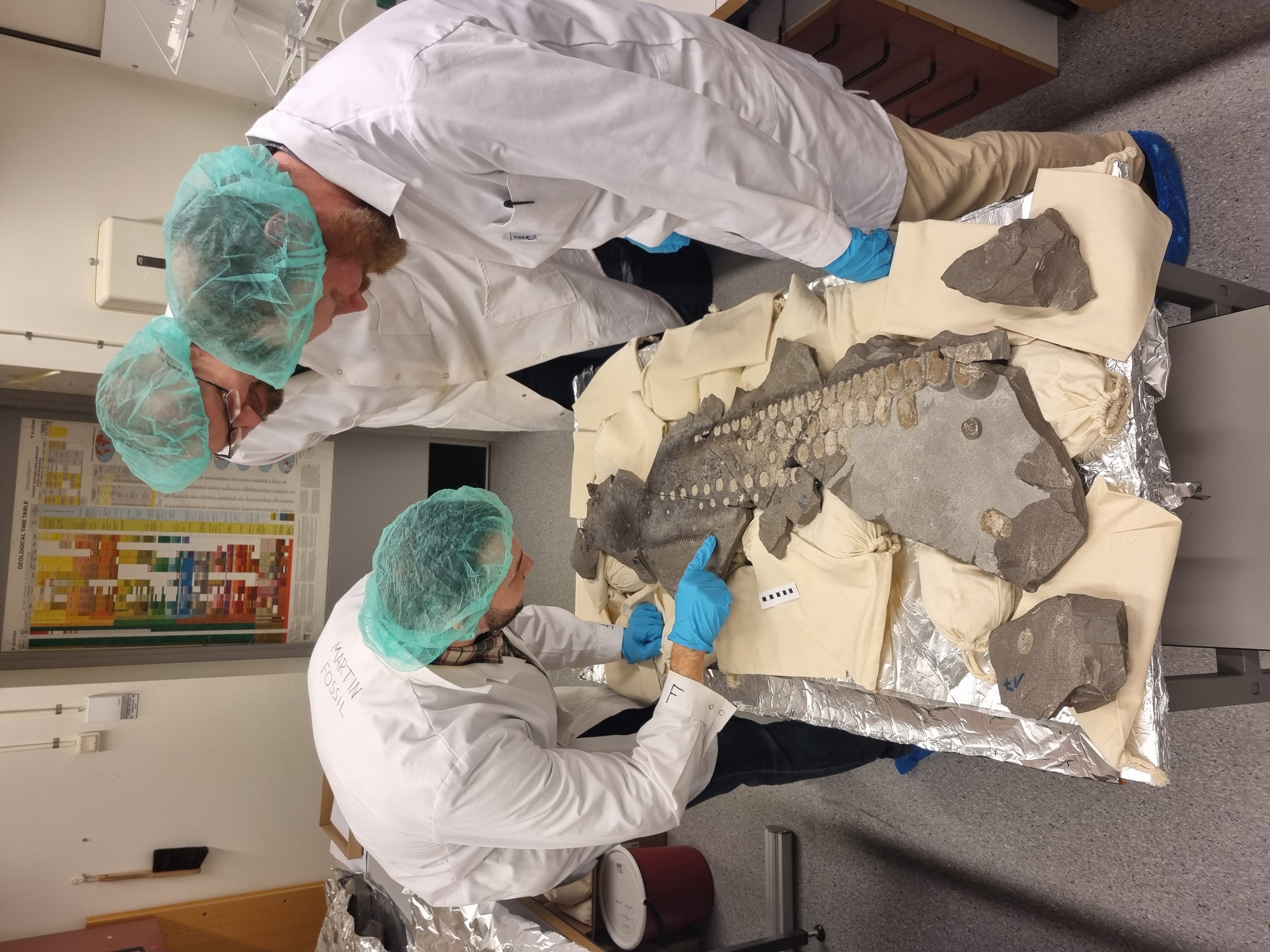 Dr Dean Lomax and Dr Johan Lindgren, with fellow researcher Sven Sachs, examining one part of the flipper at Lund University, Sweden. Courtesy of Katrin Sachs.