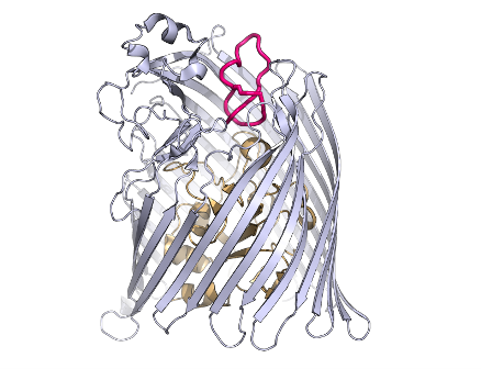 Scientists uncover bacterial war tactics