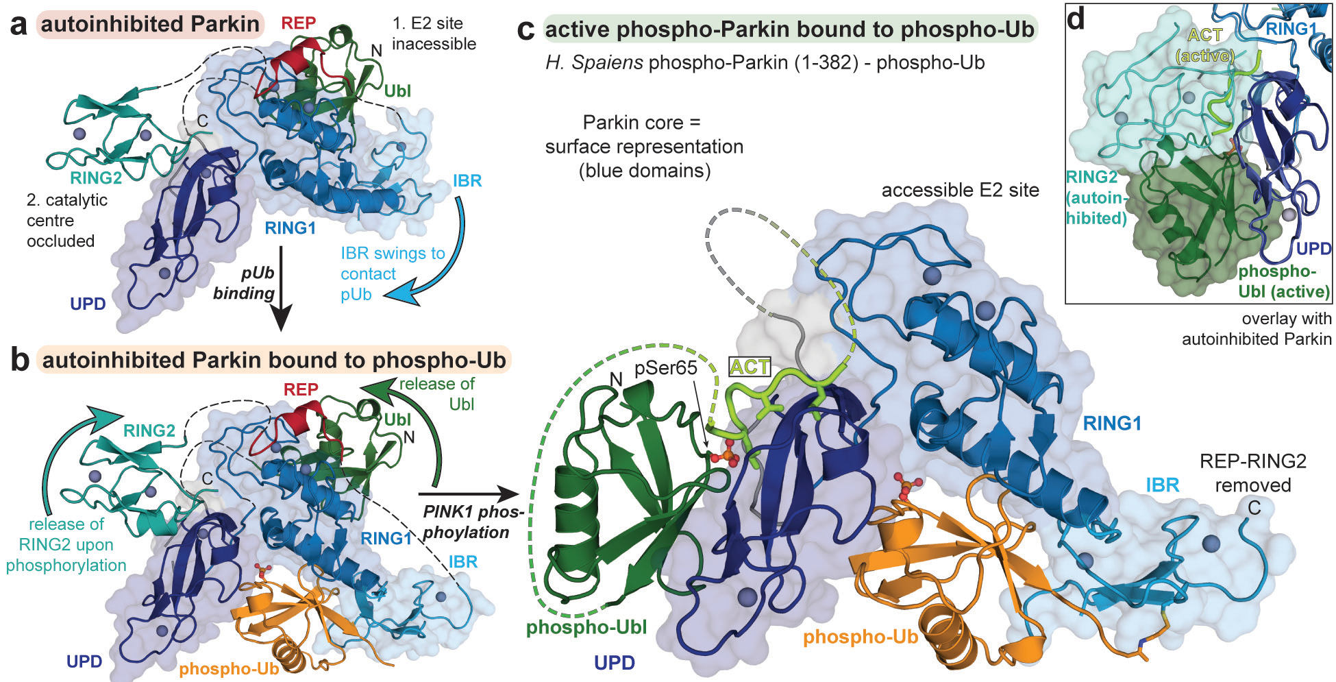 Figure 1: Completing the structural picture of Parkin activation. a) Autoinhibited Parkin, PDB ID: 5C1Z3. The surface of core Parkin domains (blue) is shown. The positions of the Ubl (green), REP (red)
<br/>and RING2 (cyan) domains disable Ub transfer; b) Autoinhibited Parkin bound to phospho-Ub (orange), PDB ID: 5N2W<sup>5</sup>. Although core Parkin domains rearrange to bind phospho-Ub, autoinhibitory
<br/>elements persist; c) Active phospho-Parkin bound to phospho-Ub, PDB ID: 6GLC. The phospho-Ubl and ACT (light green) displace the catalytic RING2 domain, thus activating Parkin; d) An overlay
<br/>between b) and c) showing surface of the phospho-Ubl and RING2 domains, coloured as above.