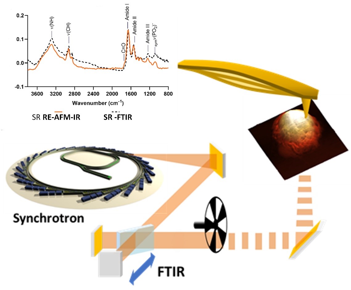 Schematic of Synchrotron photo-thermal IR nano-spectroscopy on mammalian cell at beamline B22.