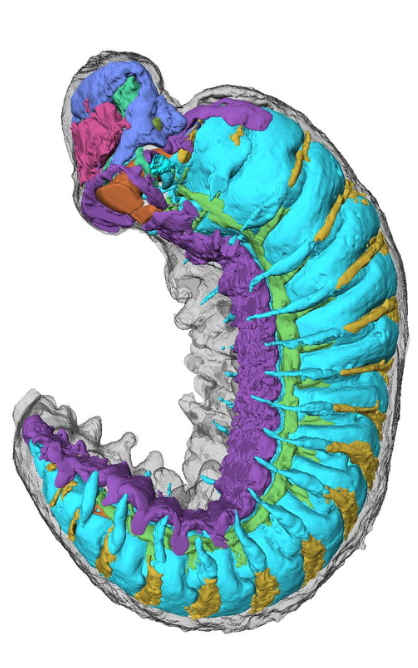 Side-on view of Youti yuanshi, showing internal organ systems.
