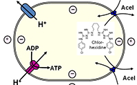 Finding the key to combating bacterial resistance to a common antiseptic