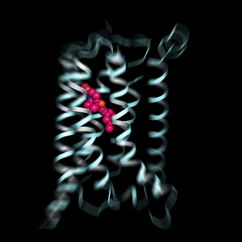 The 2.6 Angstrom crystal structure of metabotropic glutamate receptor 5, a class C G-protein coupled receptor structure solved in complex with the negative allosteric modulator, mavoglurant. The ligand is shown in sphere representation with atoms coloured by element. Drugs directed at this class of receptor show great promise in the treatment of severe neuropsychiatric disorders.
