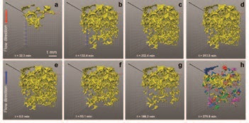 Figure 1: Drainage at t = 32.3 min (a), 132.4 min (b), 232.4 min (c) and 313.5 min (d). Sequence of imbibition at t = 0 min (e), 93.1 min (f), 186.2 min (g) and 279.9 min (h). Various colors in (h) represent disconnected oil clusters (trapped phase) after complete imbibition.