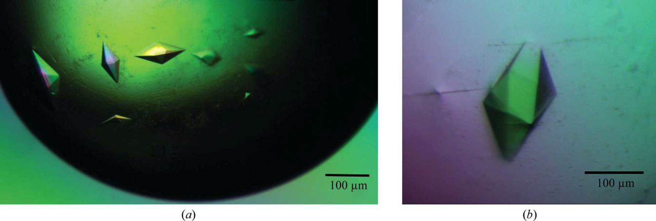 Crystals of RoAb13 complexed with (a) the 31 peptide and (b) the PIYDIN peptide.