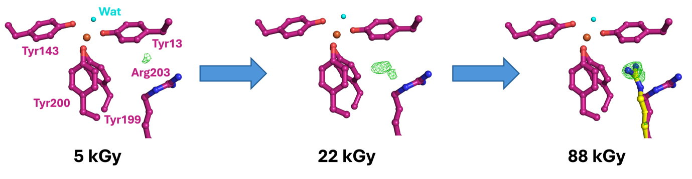 Changes in binding of iron in the iron binding protein FutA as revealed by dose-resolved serial synchrotron crystallography. The green difference density suggests that X-ray induced reduction causes the sidechain Arg203 to take an alternative conformation corresponding to iron (shown as a red sphere) transitioning from ferric to ferrous state