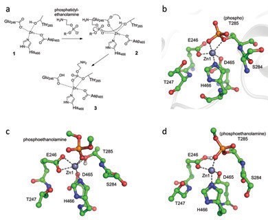 Figure 3: Density Functional Theory (DFT) Modelling of the MCR-1 Active Site (Mono-zinc form).
<br/>(a) Possible mechanism for phosphoethanolamine addition (2) to MCR-1 Thr285 of mono-zinc
<br/>MCR-1 (1) to form the Thr285 adduct (3). (b) MCR-1 active site crystal structure (P21 form)
<br/>showing residues used in cluster model. (c) DFT-optimised geometry of phosphoethanolamine
<br/>non-covalently bound to MCR-1 active site (2 in panel (a) above). (d) DFT-optimised geometry
<br/>of MCR-1 active site in the phosphoethanolamine-bound form (3 in panel (a) above).