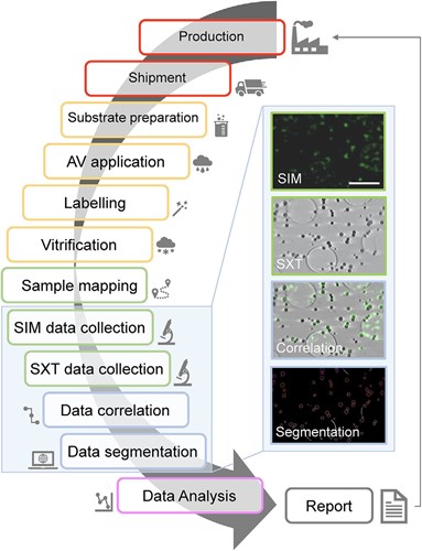 Flow chart of the processing pipeline at beamline B24 for vaccine characterisation studies. Representative AV sample cryo-SIM and cryo-SXT data can be seen in the panels to the right showing antigen specific intensity in green (SIM panel) and AV vesicle distribution in grayscale (SXT panel) with their overlay (Correlation) and the 3D segmented particles (bottom panel). Green fluorescence is generated here by immunolabelling of AV-ZIKA-2 antigens displayed on the AV surface. Scale bar = 2 μm.