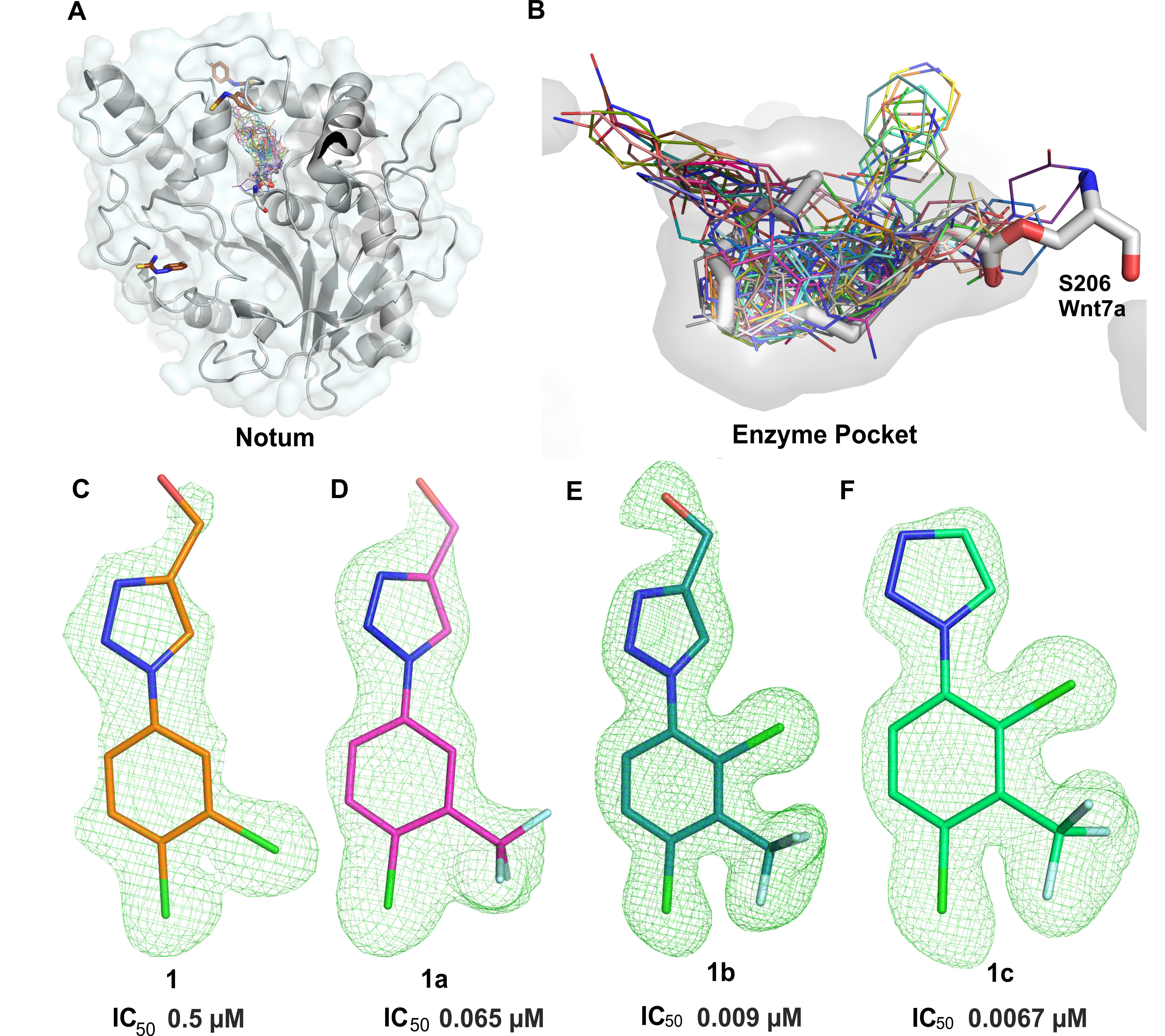 The Notum structure and the fragment hits within the enzyme pocket. (A) Notum structure shown as cartoon and fragment hits from complex structures were superimposed alongside the natural substrate (PAM)-bound structure. (B) Close-up view of the enzyme pocket hits. (C–F) The electron density maps for the fragment 1 and its derivatives with their potencies. 1c shows lead like properties with good brain penetrating capability.