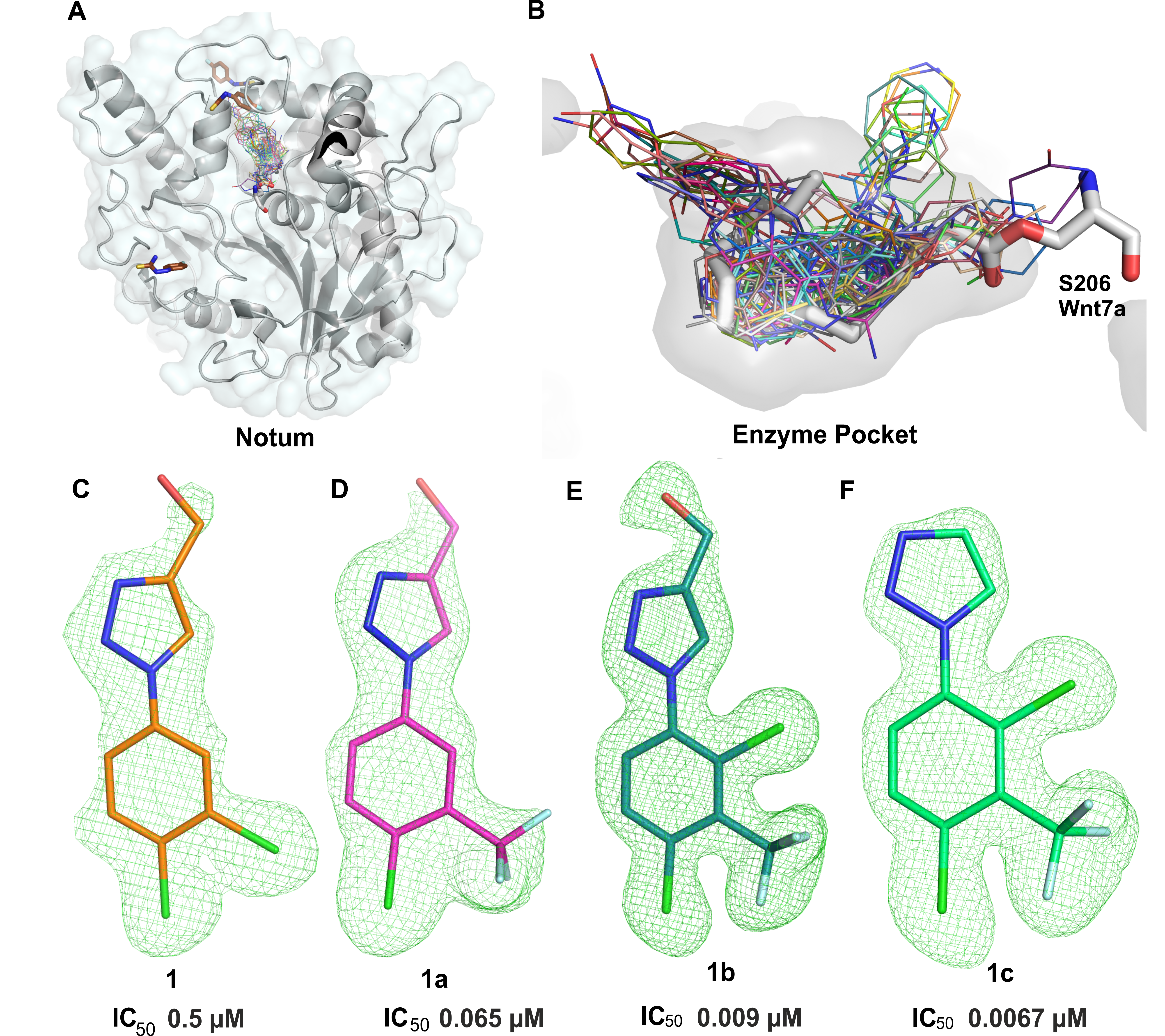 The Notum structure and the fragment hits within the enzyme pocket. (A) Notum structure shown as cartoon and fragment hits from complex structures were superimposed alongside the natural substrate (PAM)-bound structure. (B) Close-up view of the enzyme pocket hits. (C–F) The electron density maps for the fragment 1 and its derivatives with their potencies. 1c shows lead like properties with good brain penetrating capability.  