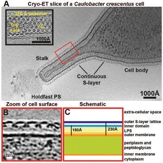 Figure 1: (a) A tomographic slice of a CB15 C. crescentus cell. The S-layer is continuous
<br/>between the cell body and the stalk. Inset - a magnified tomographic slice of a top view of a
<br/>stalk. A hexameric lattice with a ~220 Å spacing is seen. (b) A magnified tomographic slice of
<br/>a side view of the cell surface. The S-layer is arranged in two layers and is seen ~180 Å away
<br/>from the outer membrane of the cell. The outer S-layer lattice is highly inter-connected while
<br/>the inner domains are ~220 Å apart. (c) A schematic representation of the cell surface.