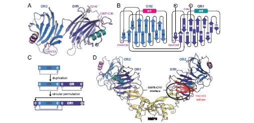 Figure 1: Structure of ENG OR and its complex with BMP9. (a) OR consists of a duplicated β-helical domain (OR1/OR2) whose cysteines are shown in ball-and-stick representation and coloured magenta. (b) The topology of OR highlights its internal domain duplication. (c) Suggested evolutionary origin of ENG OR by duplication and circular permutation of an ancestral β-helical domain. (d) Crystal structure of homodimeric BMP9 bound by two copies of ENG OR. The encircled region indicates the binding interface, which overlaps with a protein fragment containing the epitope of anti-ENG clinical monoclonal TRC105 (red).